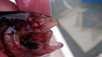 Figure 13. &mdash; Cross section of a coho salmon smolt snout showing wire tag.