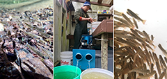 Figure 14. &mdash; Salmon fry.