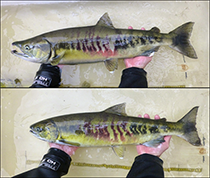 Figure 1. &mdash; Male and female chum salmo.