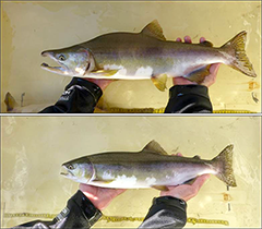 Figure 1. &mdash; Male and female pink salmon.