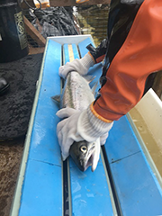 Figure 20. &mdash; Sampling length of sockeye and coho at the Hugh Smith Lake weir.