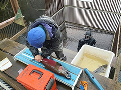 Figure 21. &mdash; Sampling age of sockeye and coho at the Hugh Smith Lake weir