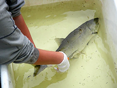 Figure 22. &mdash; Sampling at the Hugh Smith Lake weir, marking some fish with external fin clips.