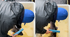 Figure 23. &mdash; Sampling at the Hugh Smith Lake weir, coho salmon are checked.