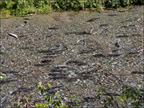 Figure 2. &mdash; Summer-run chum salmon spawning.