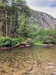 Figure 2. &mdash; Pink salmon shortly after entering freshwater.