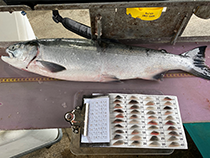 Figure 2. &mdash; Collecting matched scale and genetic data.