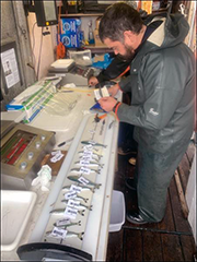Figure 2. &mdash; Collecting genetic samples from juvenile Chinook salmon.