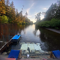 Figure 2. &mdash; Chinook salmon passing through the Situk River weir.