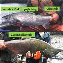 Figure 3. &mdash; Marked and/or tagged Chinook salmon.