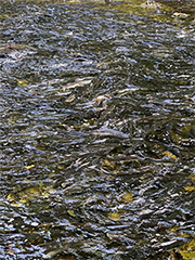 Figure 3. &mdash; Pink salmon holding in freshwater at 108 Creek.