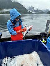 Figure 3. &mdash; ADF&G port sampler collecting pink salmon sex ratio data.