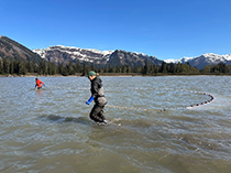 Figure 3. &mdash; ADF&G sampling crew beach seining for Chinook salmon smolt.