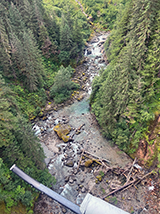Figure 4. &mdash; Aerial survey of the Leduc Creek spawning escapement.