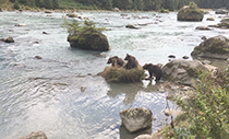 Figure 4. &mdash; Looking downstream on the Chilkoot River.