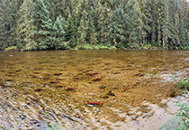 Figure 4. &mdash; Sockeye salmon spawning in lower Hatchery Creek.