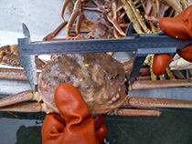Figure 4. &mdash; A Tanner crab carapace being measured.