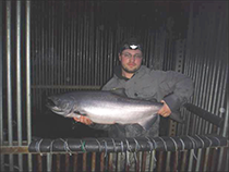 Figure 4. &mdash; Rick Hoffman with a sampled Chinook salmon.