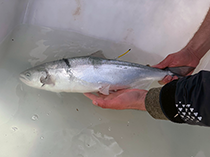Figure 5. &mdash; Captured Alsek River sockeye salmon.
