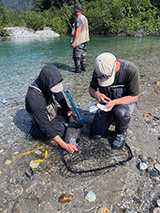 Figure 5. &mdash; ADF&G field staff sample a Chinook salmon.