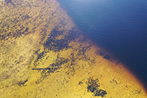 Figure 5. &mdash; Drone image of sockeye salmon schooling at the mouth of Hatchery Creek.