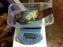 Figure 5. &mdash;  Weighing a commercially harvested geoduck.