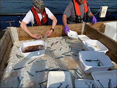 Figure 5. &mdash; Sorting a trawl catch in Icy Strait.