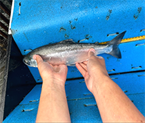 Figure 5. &mdash; Collecting length of a sockeye salmon.