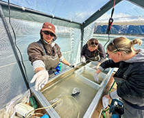 Figure 5. &mdash; ADF&G sampling crew sorting and anesthetizing Chinook salmon smolt.