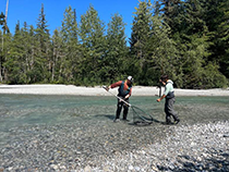 Figure 5. &mdash; ADF&G field staff sampling Chinook salmon.