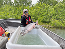 Figure 6. &mdash; Alsek River Chinook salmon.