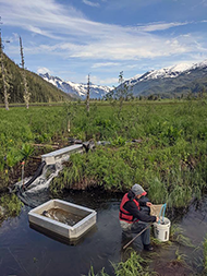 Figure 6. &mdash; Checking the Shaul Pond spill trap for smolt.