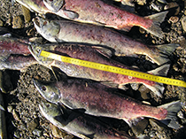 Figure 6. &mdash; Sockeye salmon carcasses lined up for measuring length.