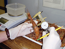 Figure 6. &mdash; ADF&G port sampler measures the carapace of a spot shrimp.