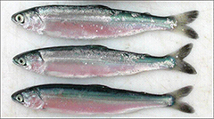 Figure 6. &mdash; Juvenile sockeye salmon, chum salmon, and pink salmon.