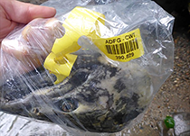 Figure 6. &mdash; Cinch strap on a Chinook salmon head.