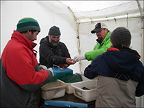 Figure 7. &mdash; Coded-wire-tagging juvenile Chinook salmon.
