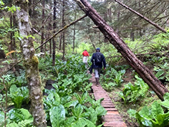 Figure 7. &mdash; Accessing Hugh Smith Lake by trail.
