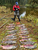 Figure 7. &mdash;Sockeye salmon carcasses lined up for measuring and scale samples.