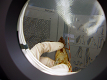 Figure 7. &mdash; ADF&G port sampler uses a magnifying lamp to determine the sex of a spot shrimp.