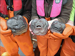 Figure 7. &mdash; A trio of smooth lumpsuckers.