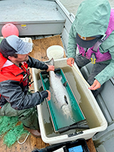 Figure 7. &mdash; ADF&G crew preparing to insert a radio tag on an adult Chinook salmon.