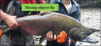 Figure 7. &mdash; Chinook salmon with an absent adipose fin.