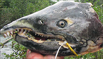 Figure 8. &mdash; Cinch strap applied to a Chinook salmon head.