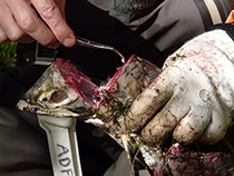 Figure 8. &mdash; Collecting sockeye salmon otoliths.