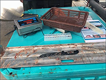 Figure 8. &mdash;Sablefish sampling station.