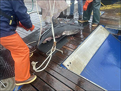 Figure 8. &mdash; A salmon shark.