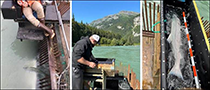 Figure 9. &mdash; ADF&G worker and sockeye salmon at the weir.