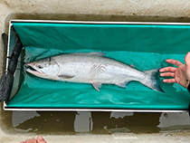 Figure 9. &mdash; Adult sockeye salmon caught in the drift at Kakwan Point.