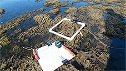 Herring survey sampling frame on eggs